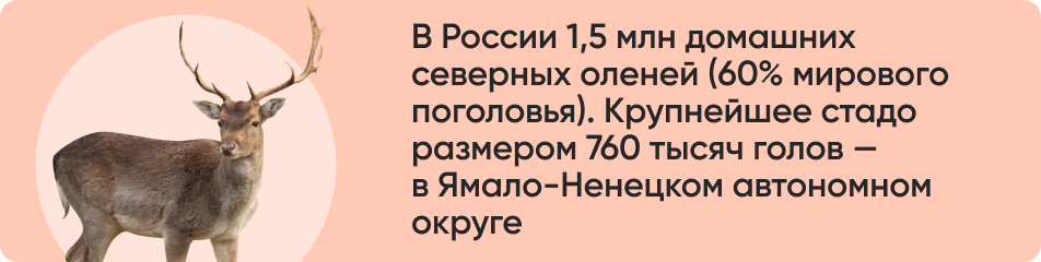 В России 15 млн домашних.jpg