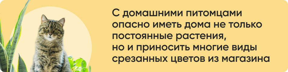 С домашними питомцами.jpg