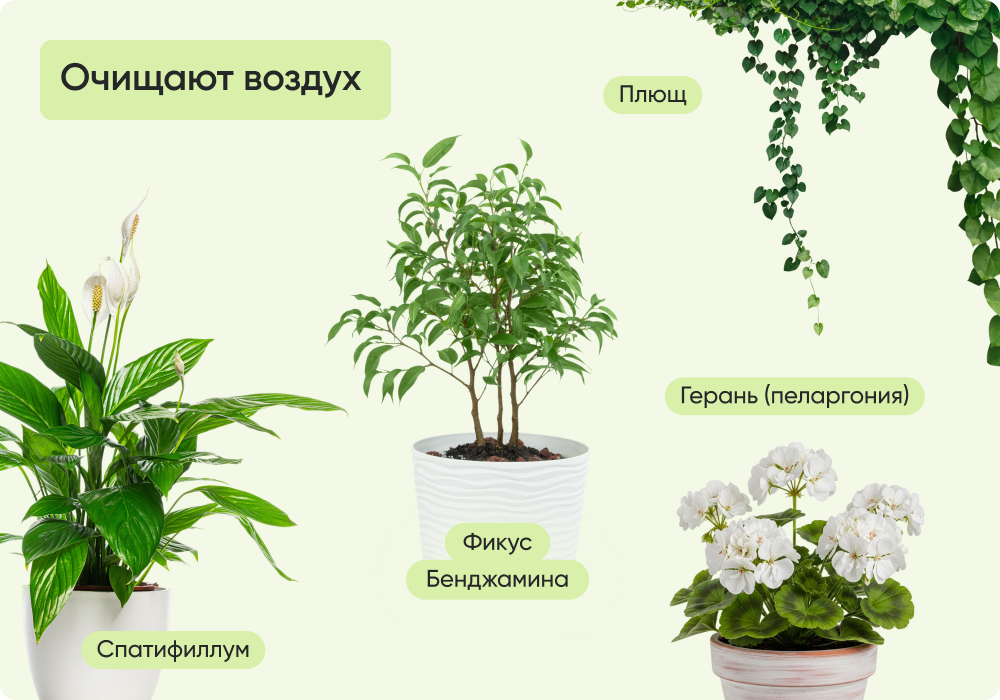 Очищают воздух.png