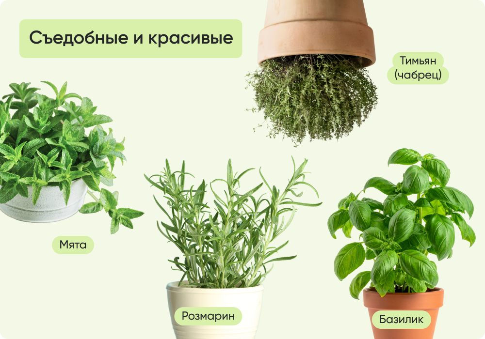 Съедобные и красивые.png