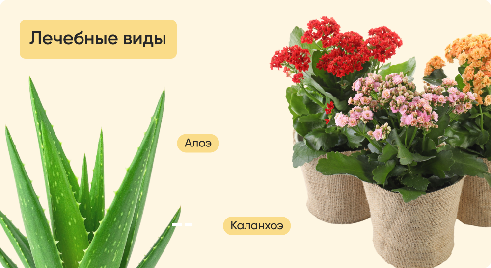 Лечебные виды.png